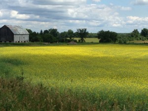 Canola field - Summer 2013